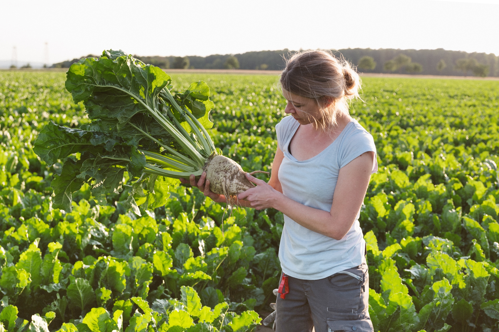 Farmer standing on agricultural fields, looking at sugar beets